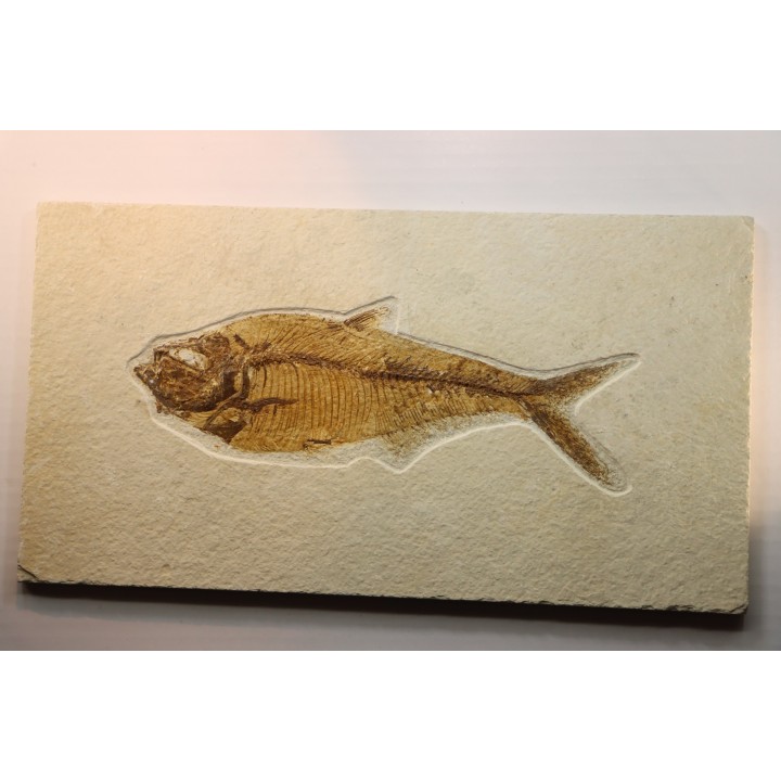 Diplomystus dentatus