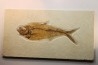 21 cm !!! - poisson fossile Diplomystus dentatus - WYOMING, USA