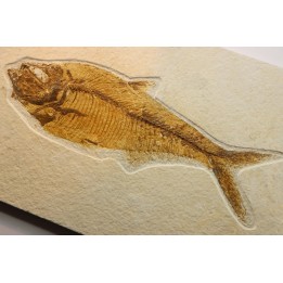 Diplomystus dentatus