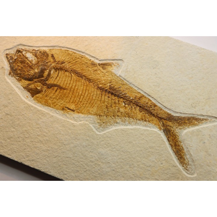 21 cm !!! - poisson fossile Diplomystus dentatus - WYOMING, USA