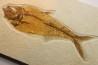 Diplomystus dentatus