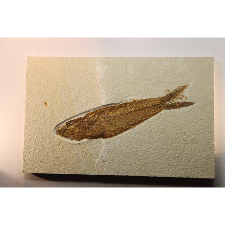 Mioplosus labracoides