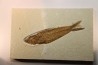 21 cm - poisson fossile Mioplosus labracoides - WYOMING, USA