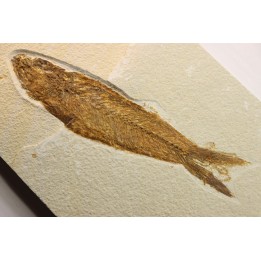 Mioplosus labracoides