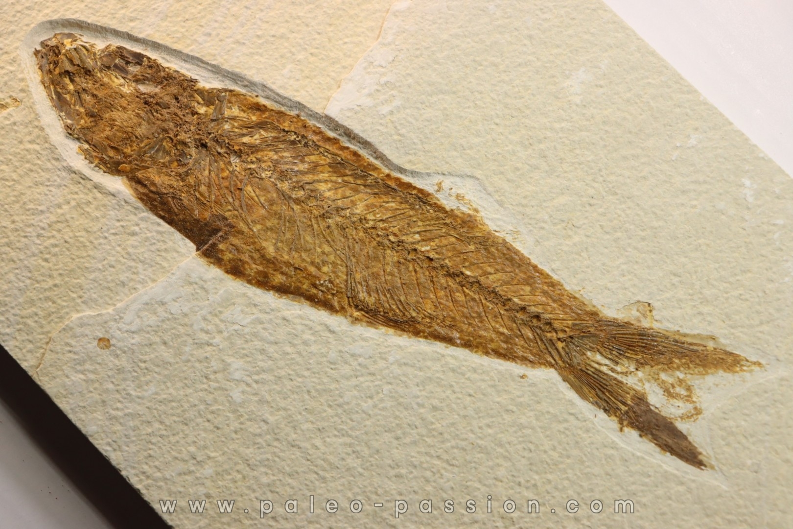 Mioplosus labracoides