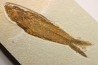 Mioplosus labracoides