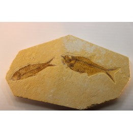 poisson fossile DIPLOMYSTUS & KNIGHTIA - WYOMING, USA