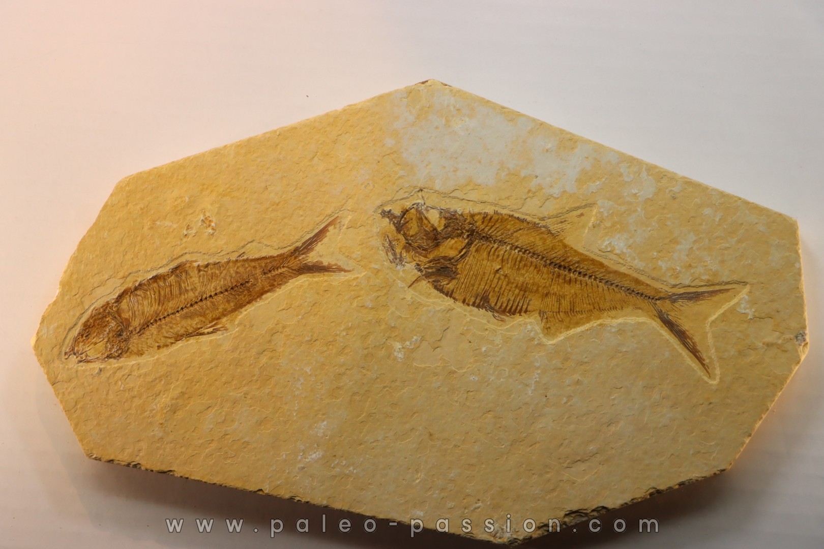 DIPLOMYSTUS & KNIGHTIA