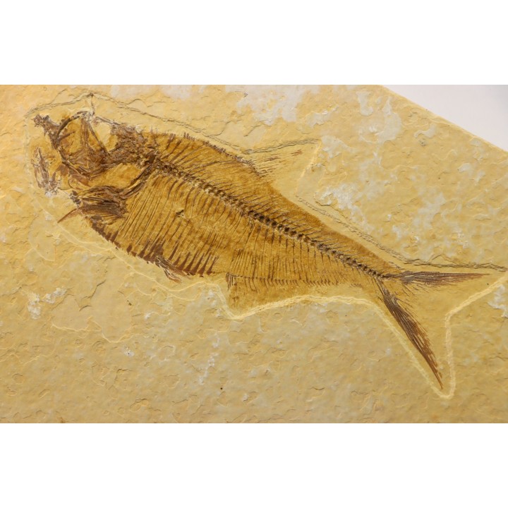 DIPLOMYSTUS & KNIGHTIA