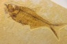 DIPLOMYSTUS & KNIGHTIA