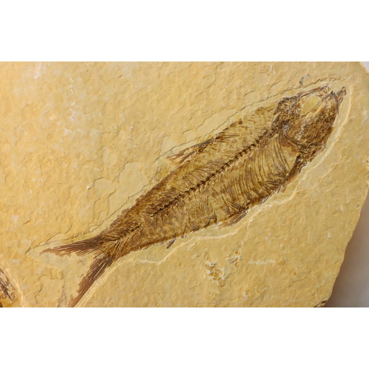 DIPLOMYSTUS & KNIGHTIA