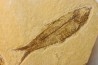 poisson fossile DIPLOMYSTUS & KNIGHTIA - WYOMING, USA