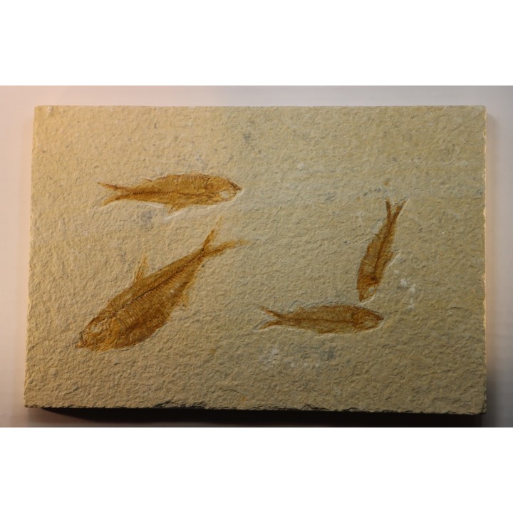 poisson fossile KNIGHTIA EOCAENA - WYOMING, USA