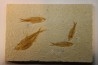 poisson fossile KNIGHTIA EOCAENA - WYOMING, USA