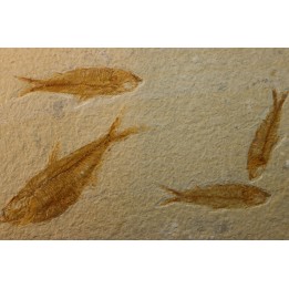 KNIGHTIA EOCAENA