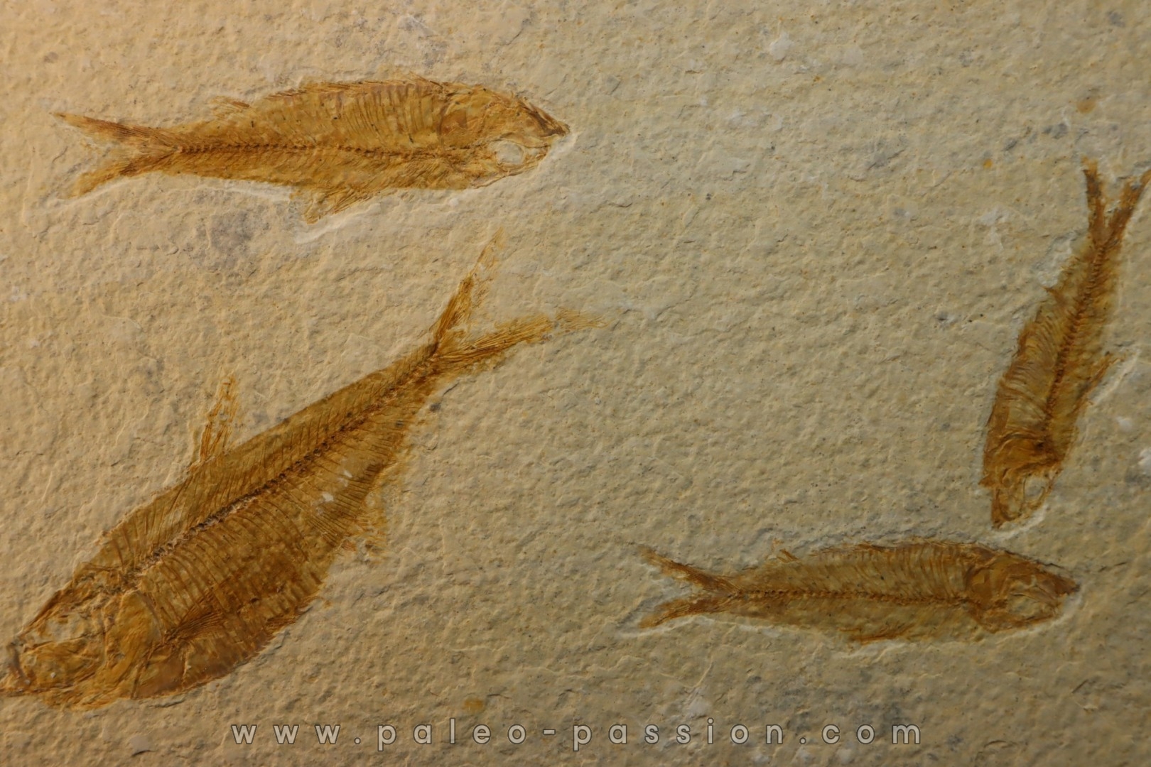 KNIGHTIA EOCAENA
