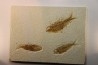 KNIGHTIA EOCAENA
