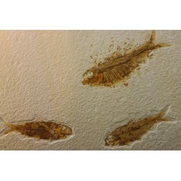 poisson fossile KNIGHTIA EOCAENA - WYOMING, USA