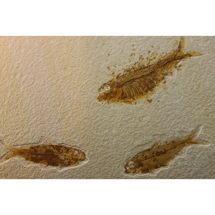 poisson fossile KNIGHTIA EOCAENA - WYOMING, USA