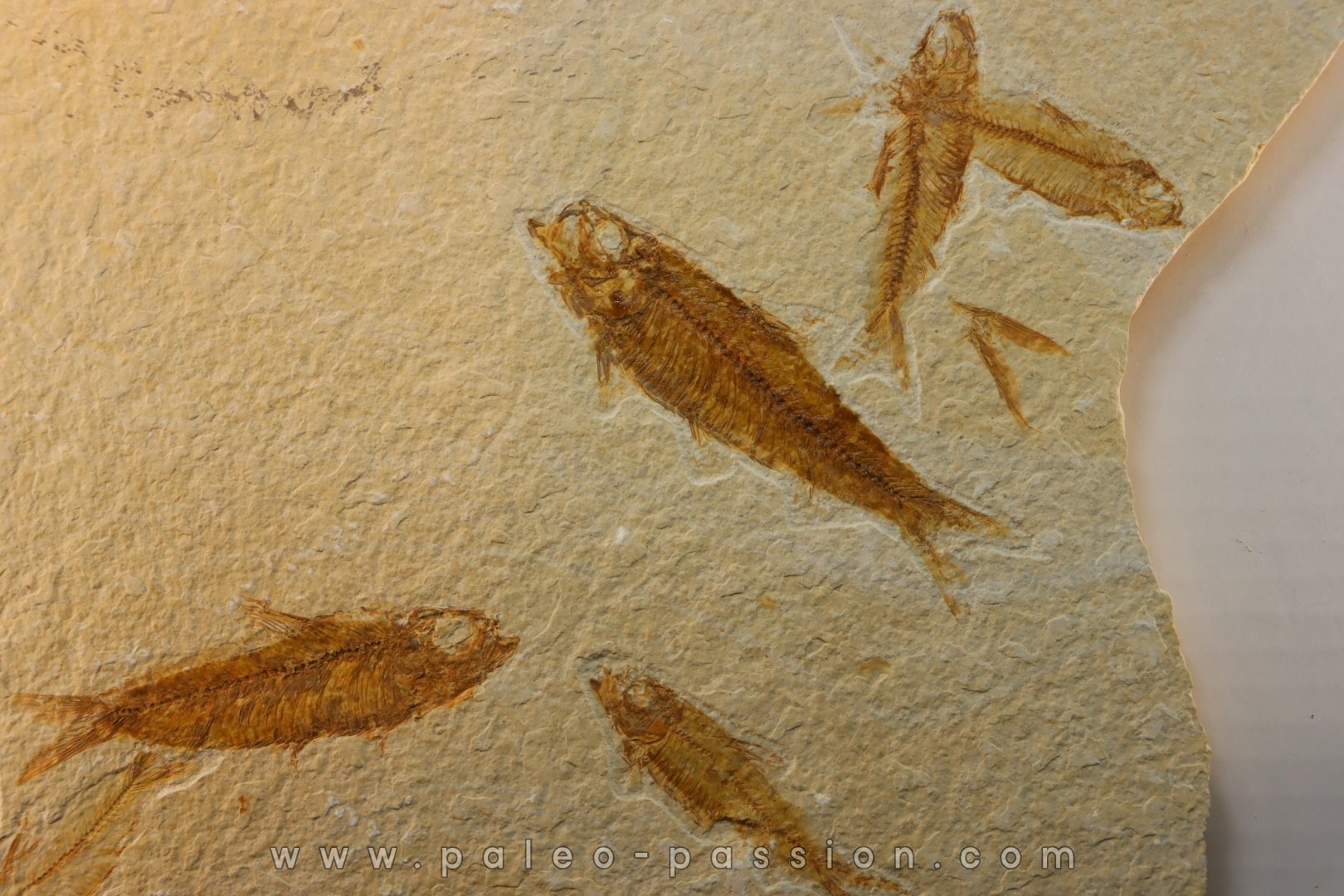 KNIGHTIA EOCAENA