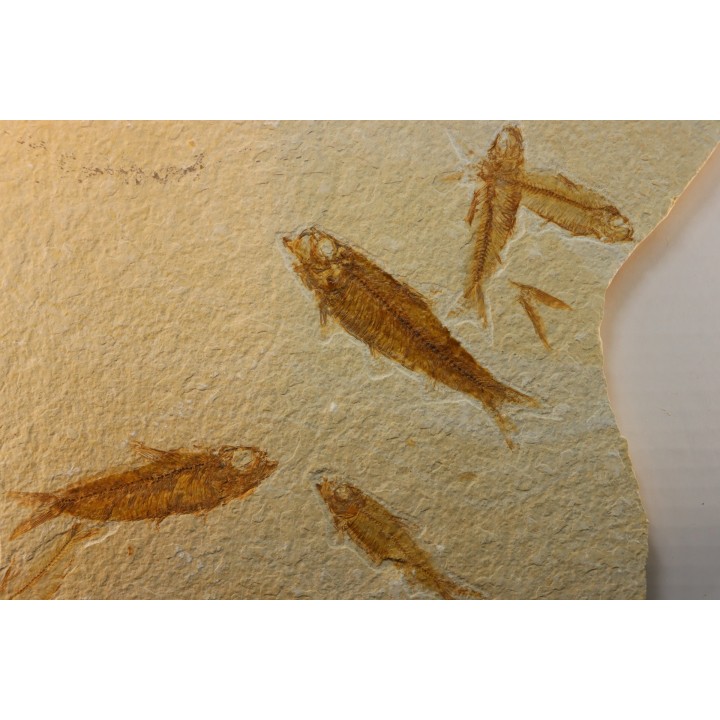 KNIGHTIA EOCAENA