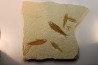 poisson fossile KNIGHTIA EOCAENA - WYOMING, USA