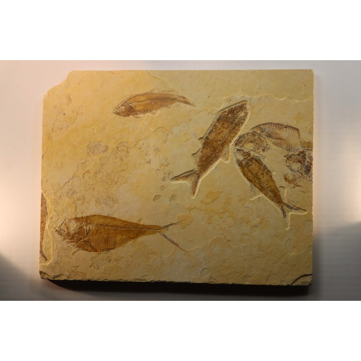 DIPLOMYSTUS & KNIGHTIA