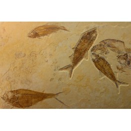 DIPLOMYSTUS & KNIGHTIA
