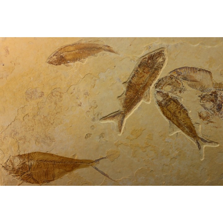 poisson fossile DIPLOMYSTUS & KNIGHTIA - WYOMING, USA