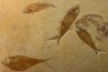 DIPLOMYSTUS & KNIGHTIA