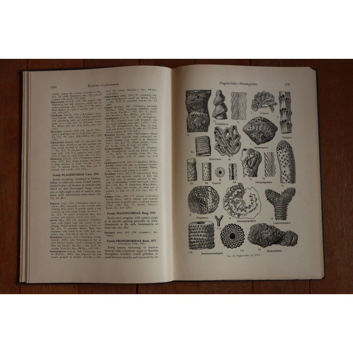 Treatise on INVERTEBRATE PALEONTOLOGY - Part G - BRYOZOA