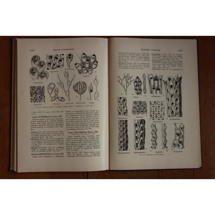 Treatise on INVERTEBRATE PALEONTOLOGY - Part G - BRYOZOA
