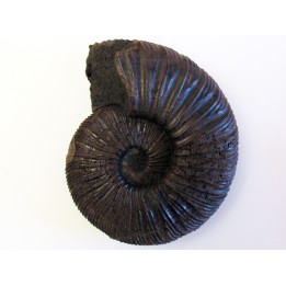 VIRGATITES STACHUKINENSIS