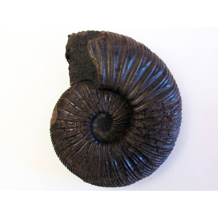 VIRGATITES STACHUKINENSIS