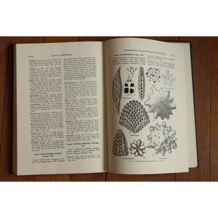 Treatise on INVERTEBRATE PALEONTOLOGY - Part G - BRYOZOA
