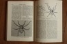 Treatise on INVERTEBRATE PALEONTOLOGY - Part P - ARTHROPODA (2)