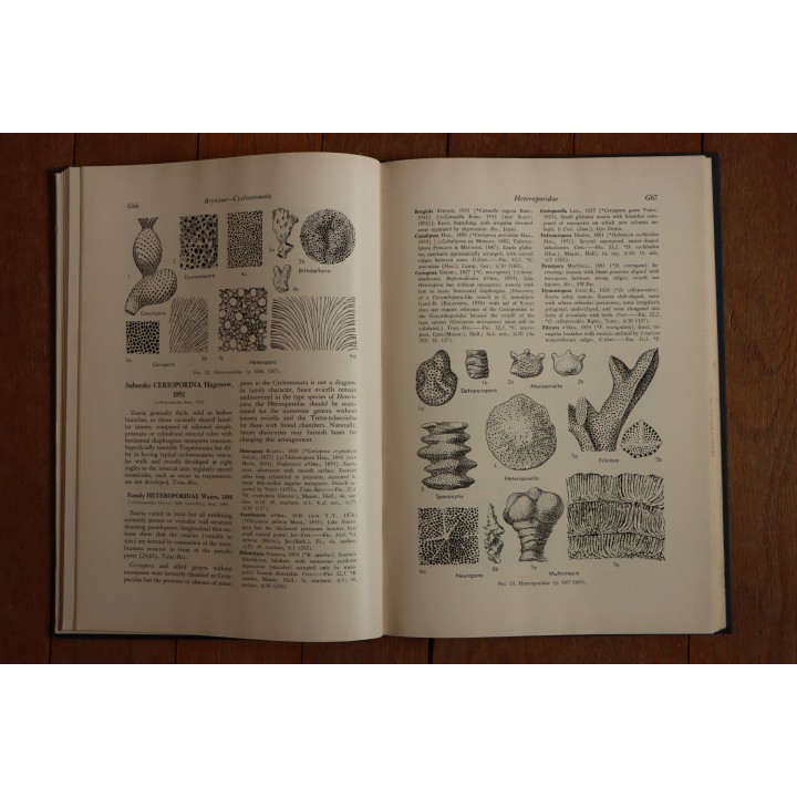 Treatise on INVERTEBRATE PALEONTOLOGY - Part G - BRYOZOA