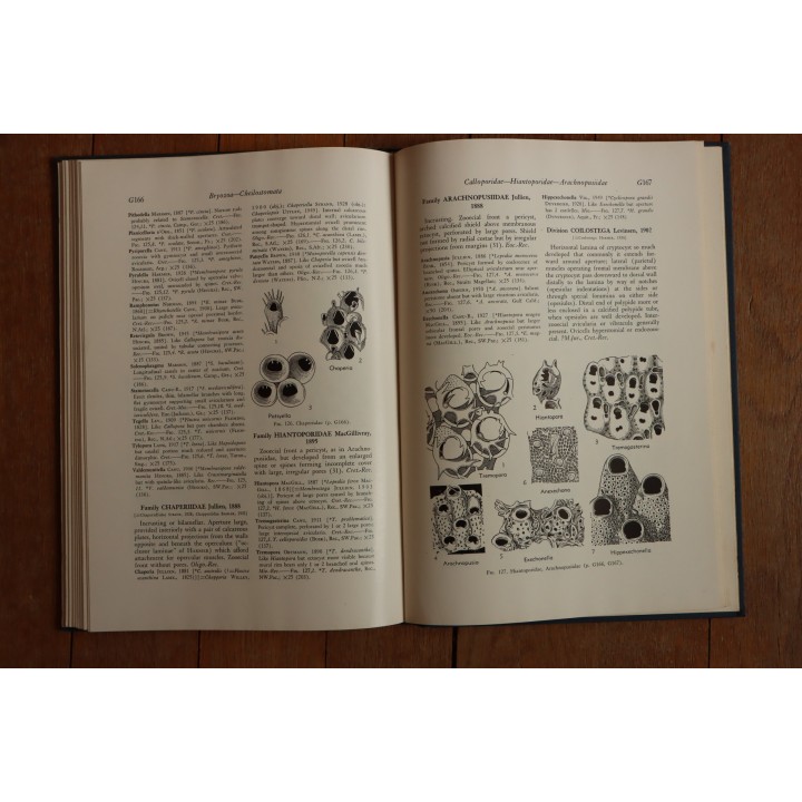 Treatise on INVERTEBRATE PALEONTOLOGY - Part G - BRYOZOA