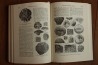 Treatise on INVERTEBRATE PALEONTOLOGY - Part F - COELENTERATA