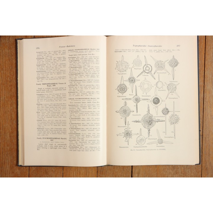 Treatise on INVERTEBRATE PALEONTOLOGY - Part D - PROTISTA (3)