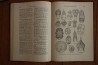 Treatise on INVERTEBRATE PALEONTOLOGY - Part D - PROTISTA (3)