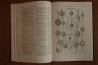 Treatise on INVERTEBRATE PALEONTOLOGY - Part D - PROTISTA (3)