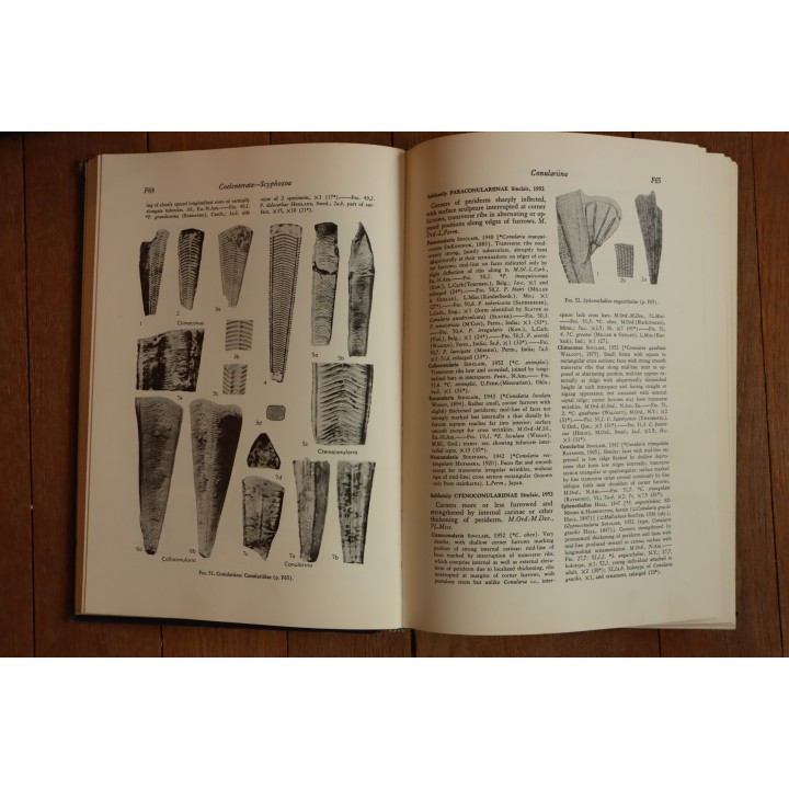 Treatise on INVERTEBRATE PALEONTOLOGY - Part F - COELENTERATA
