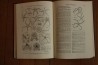 Treatise on INVERTEBRATE PALEONTOLOGY - Part U - ECHINODERMATA (3)