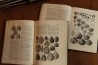 Treatise on INVERTEBRATE PALEONTOLOGY - Part H - BRACHIOPODA volumes 1 et 2