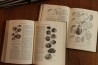 Treatise on INVERTEBRATE PALEONTOLOGY - Part H - BRACHIOPODA volumes 1 et 2