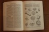 Treatise on INVERTEBRATE PALEONTOLOGY - Part L - MOLLUSCA (4) cephalopoda ammonoidea