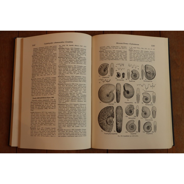 Treatise on INVERTEBRATE PALEONTOLOGY - Part L - MOLLUSCA (4) cephalopoda ammonoidea