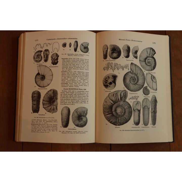 Treatise on INVERTEBRATE PALEONTOLOGY - Part L - MOLLUSCA (4) cephalopoda ammonoidea