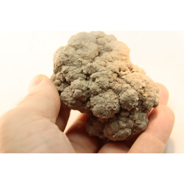 dinosaur coprolithe - jurassic - Morrison Formation - Wyoming, USA